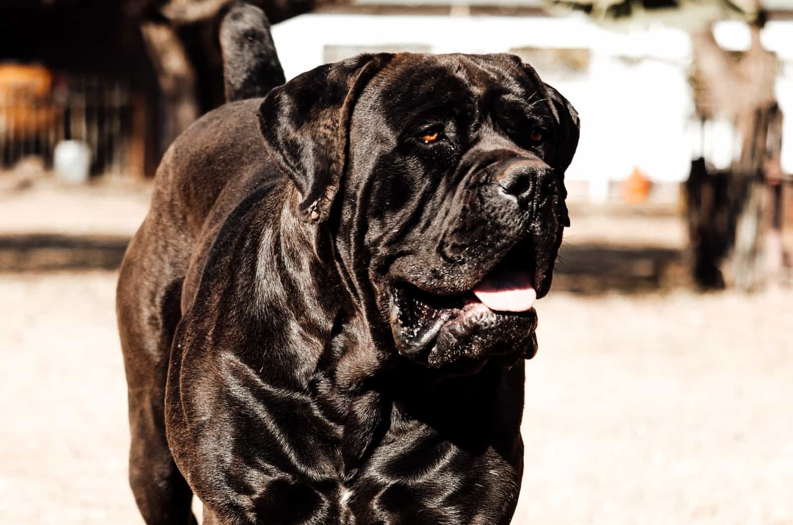 Black Boerboel walking outisde