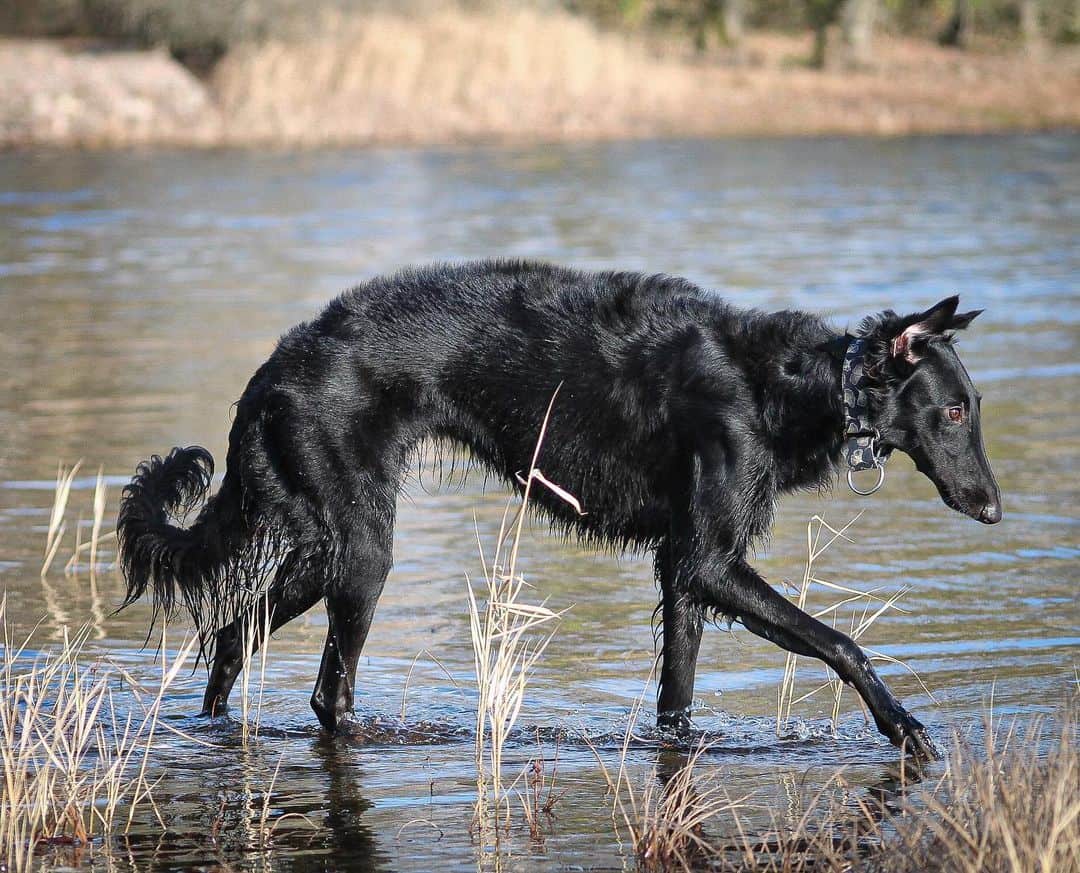 black borzoi