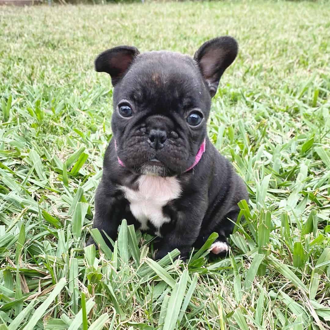 black brindle french bulldog puppy