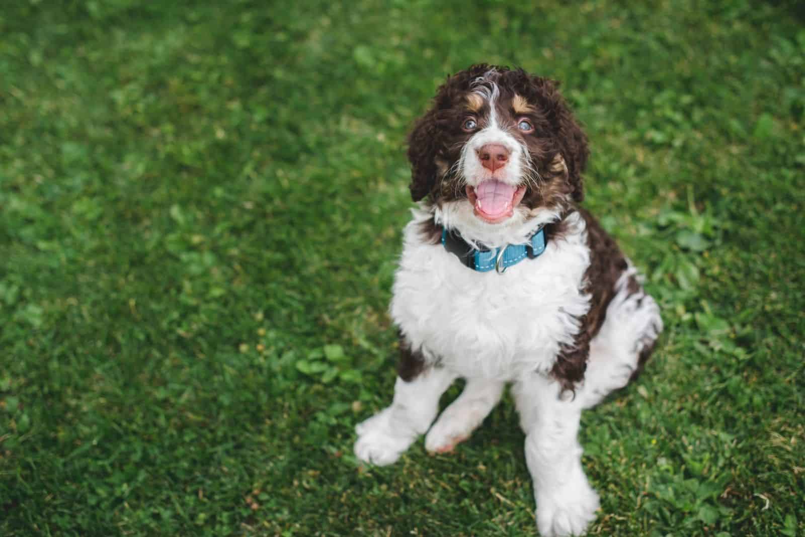 black brown and white bernedoodle standing looking up at the camera