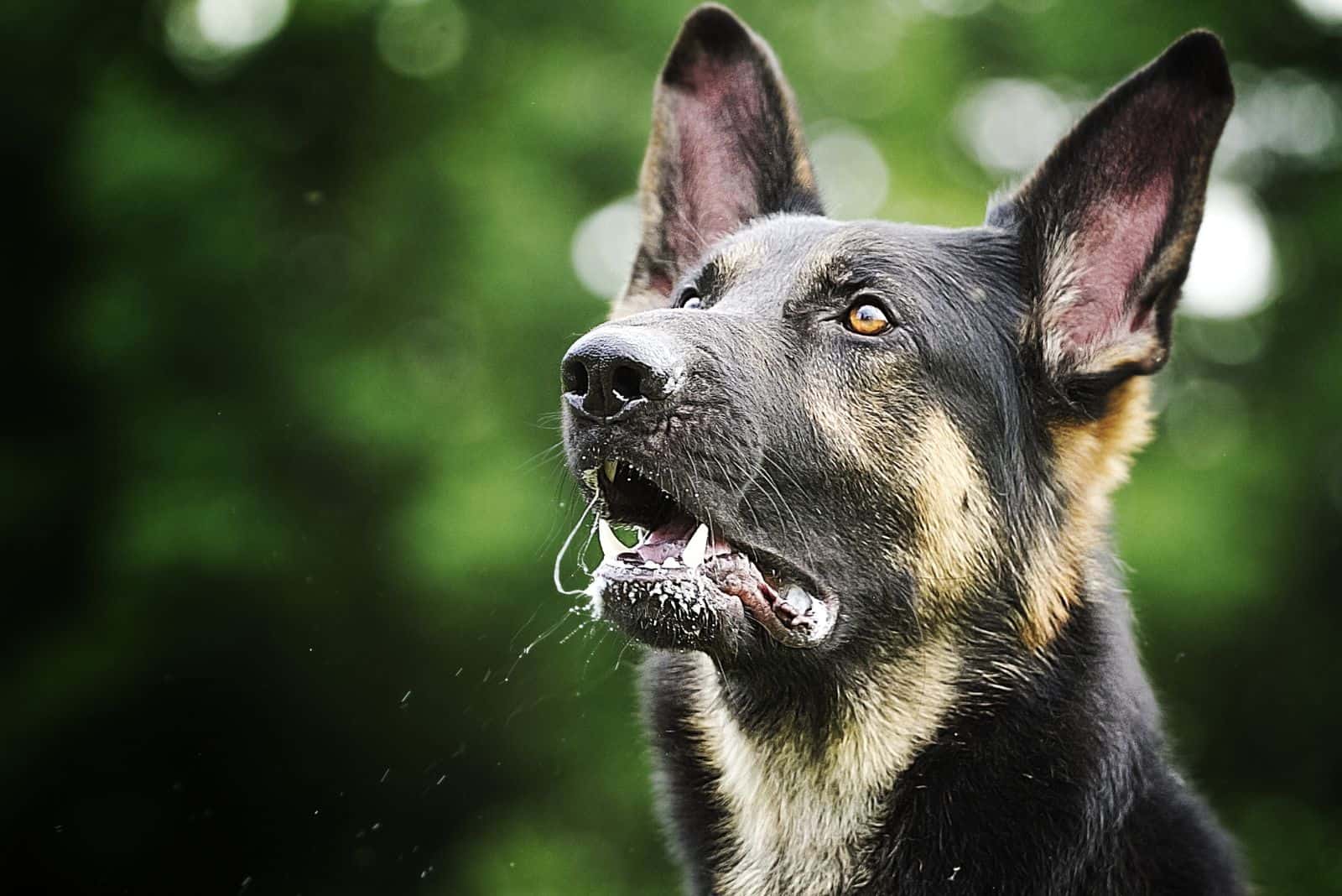 black brown german shepherd barking