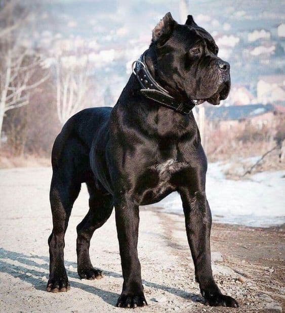 black cane corso