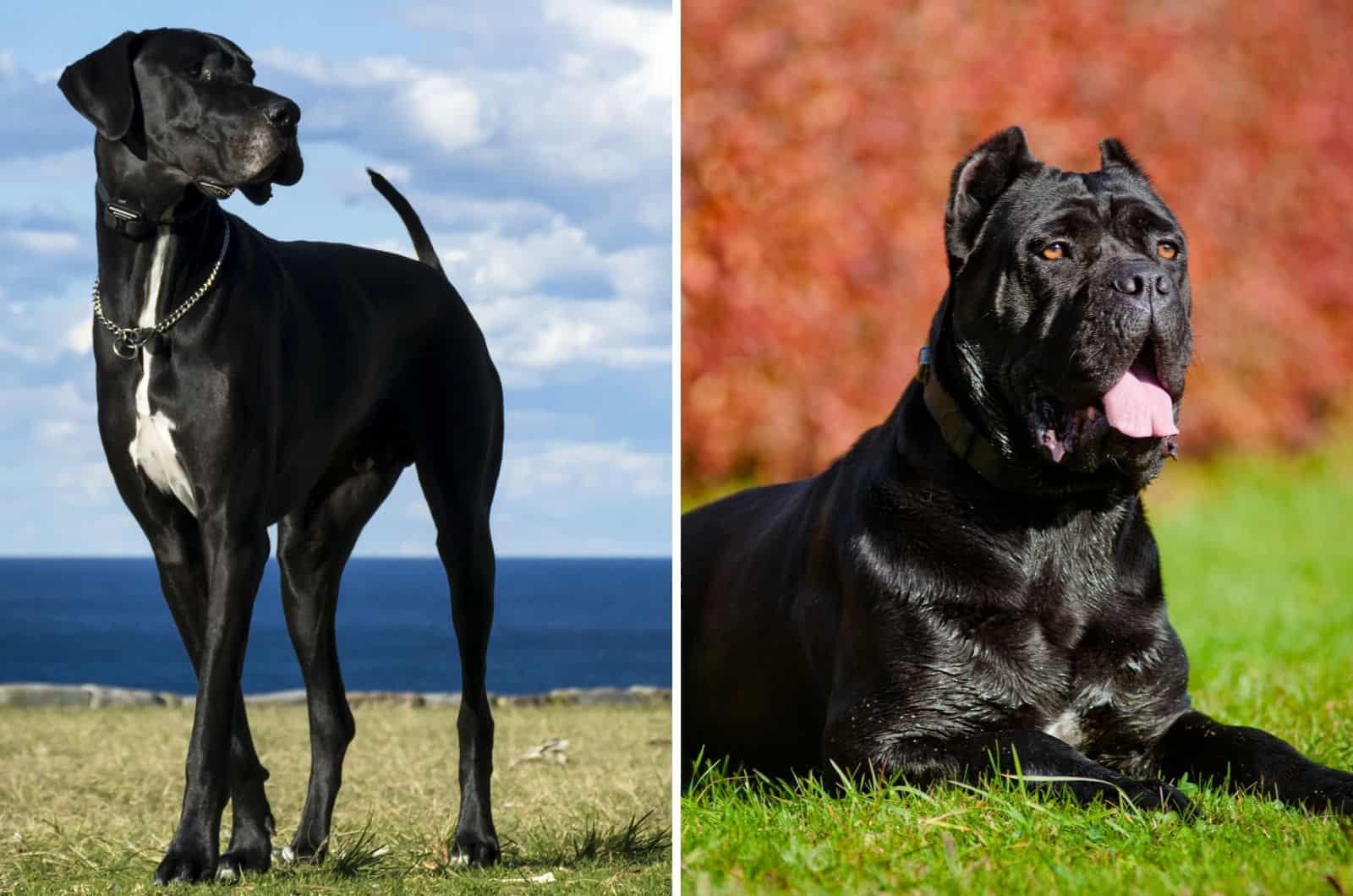 black cane corso and great dane