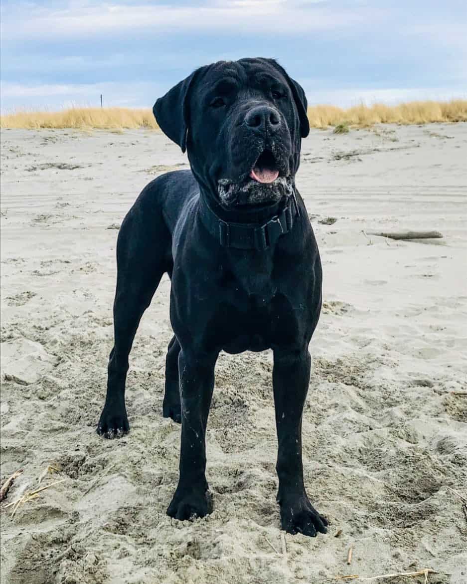 black cane corso boerboel mix