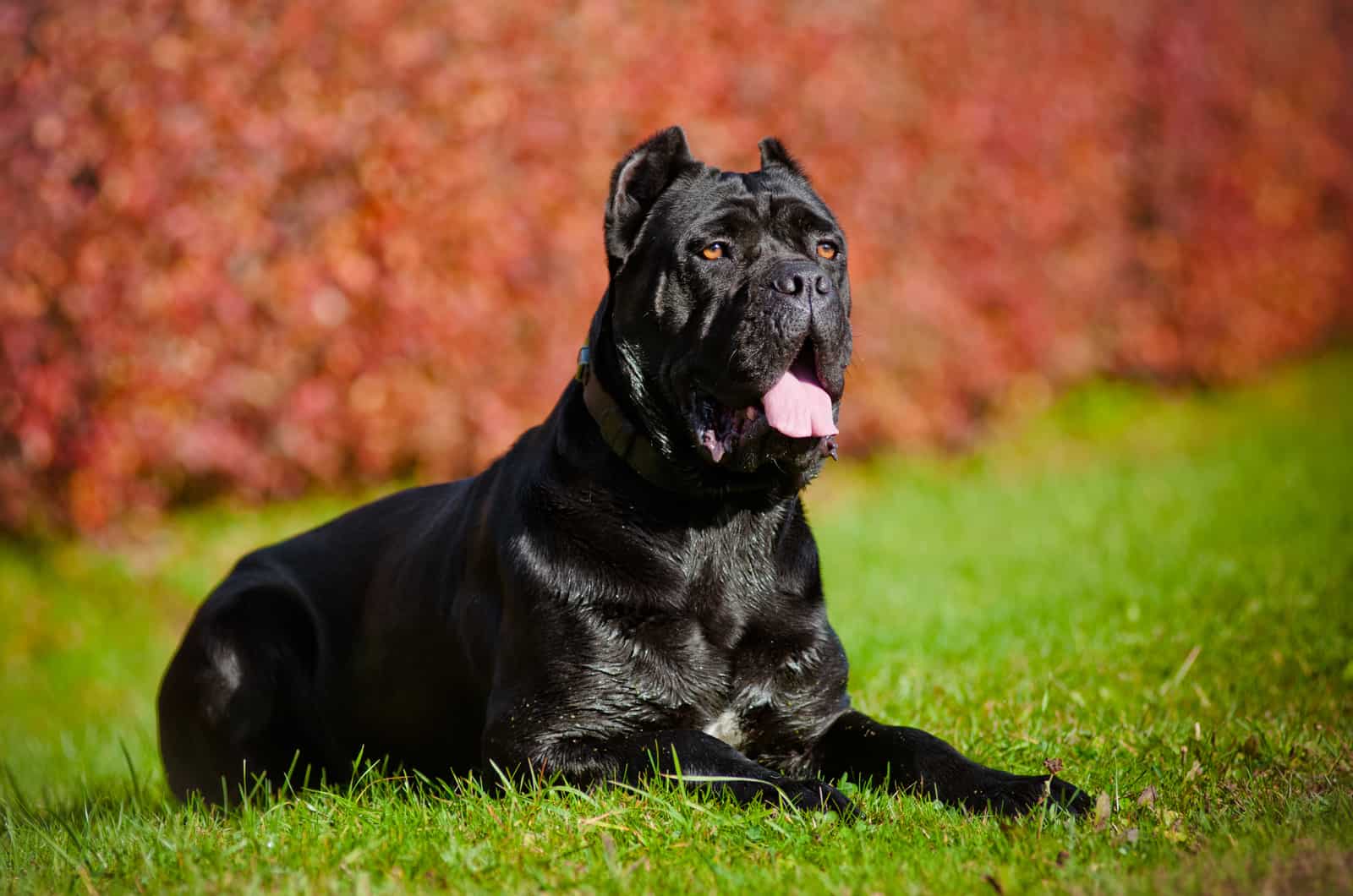 black cane corso lying in grass