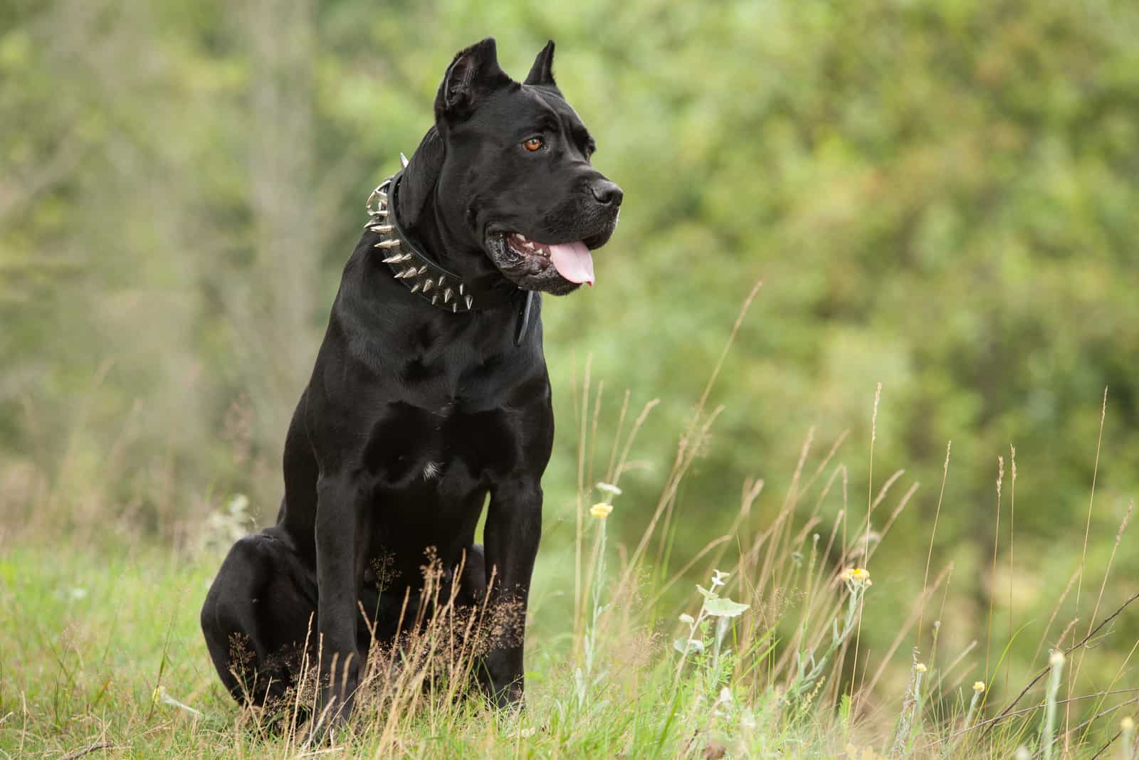 black cane corso sitting outside