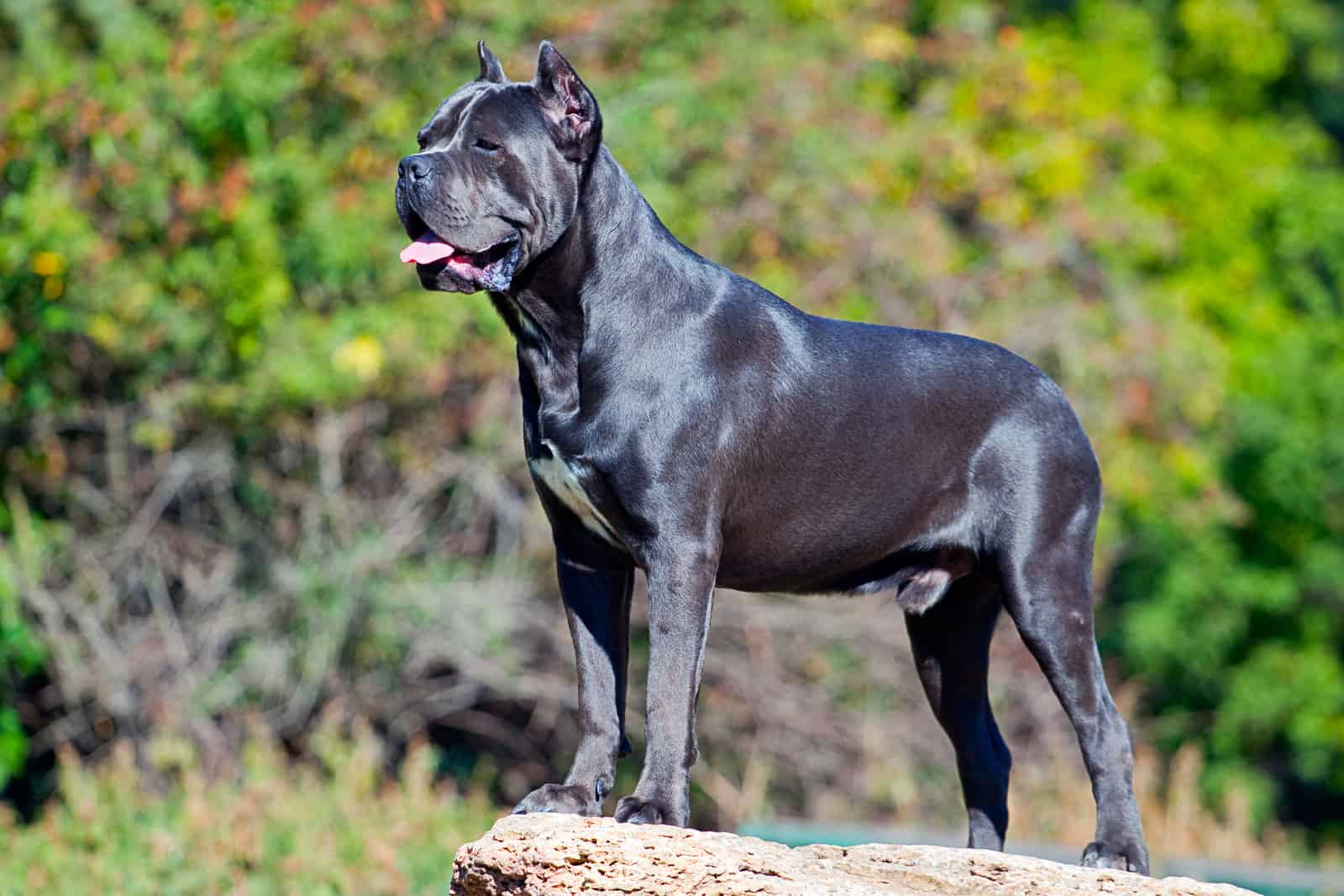 black cane corso standing outside