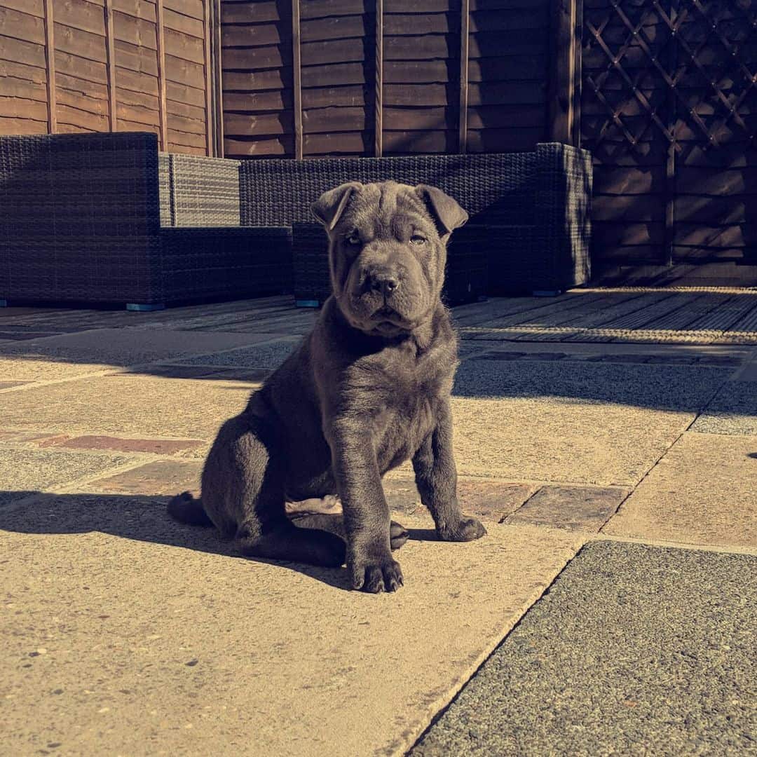 black chow pei puppy