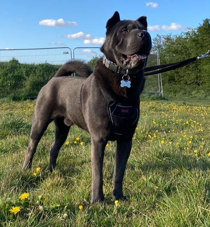 black chow pei