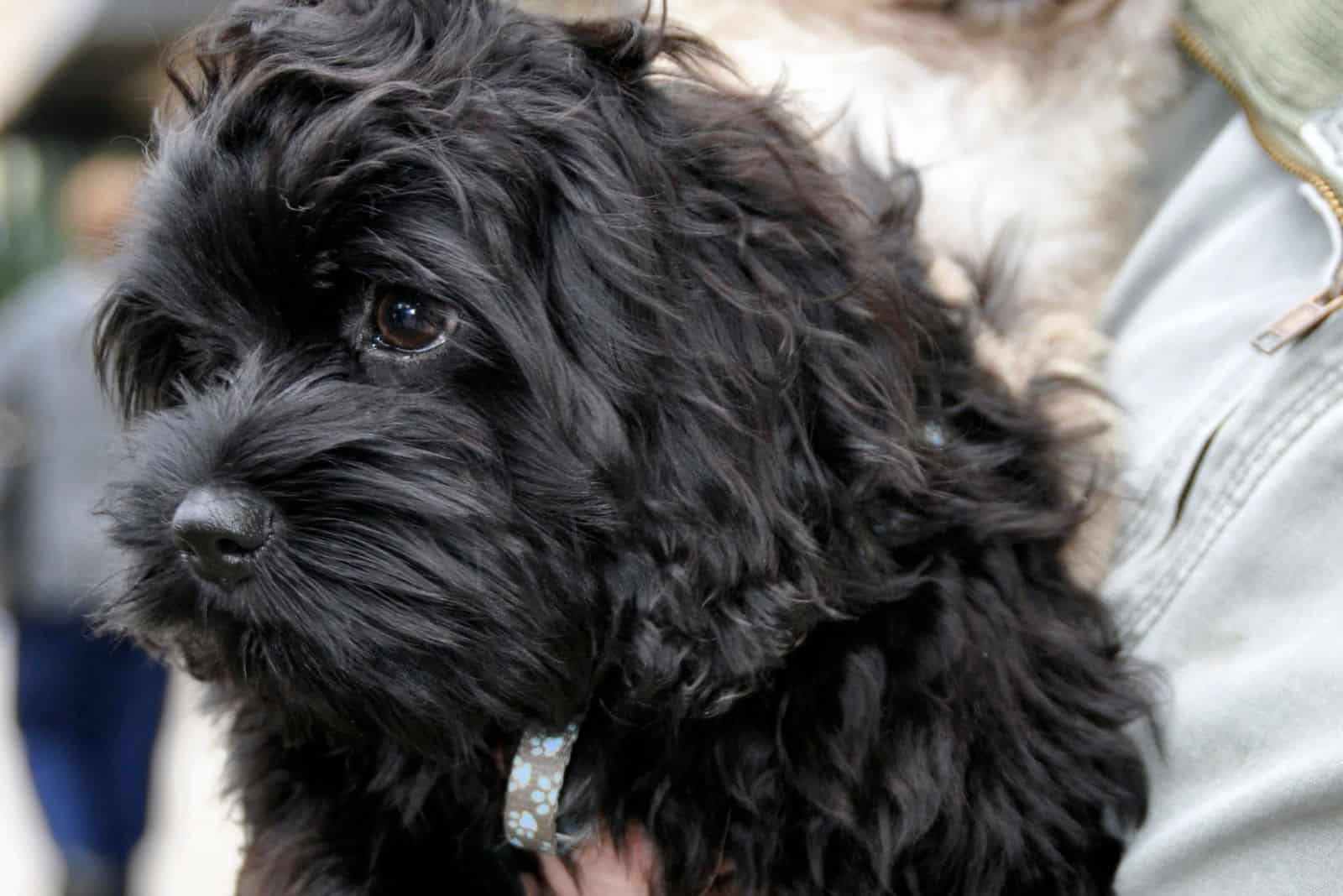 black cockapoo being carried a person with other dog