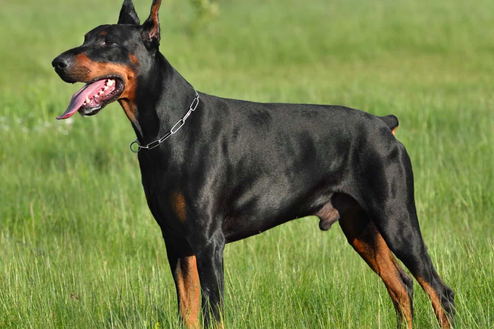 black dobberman standing in sideview at the green grass outdoors