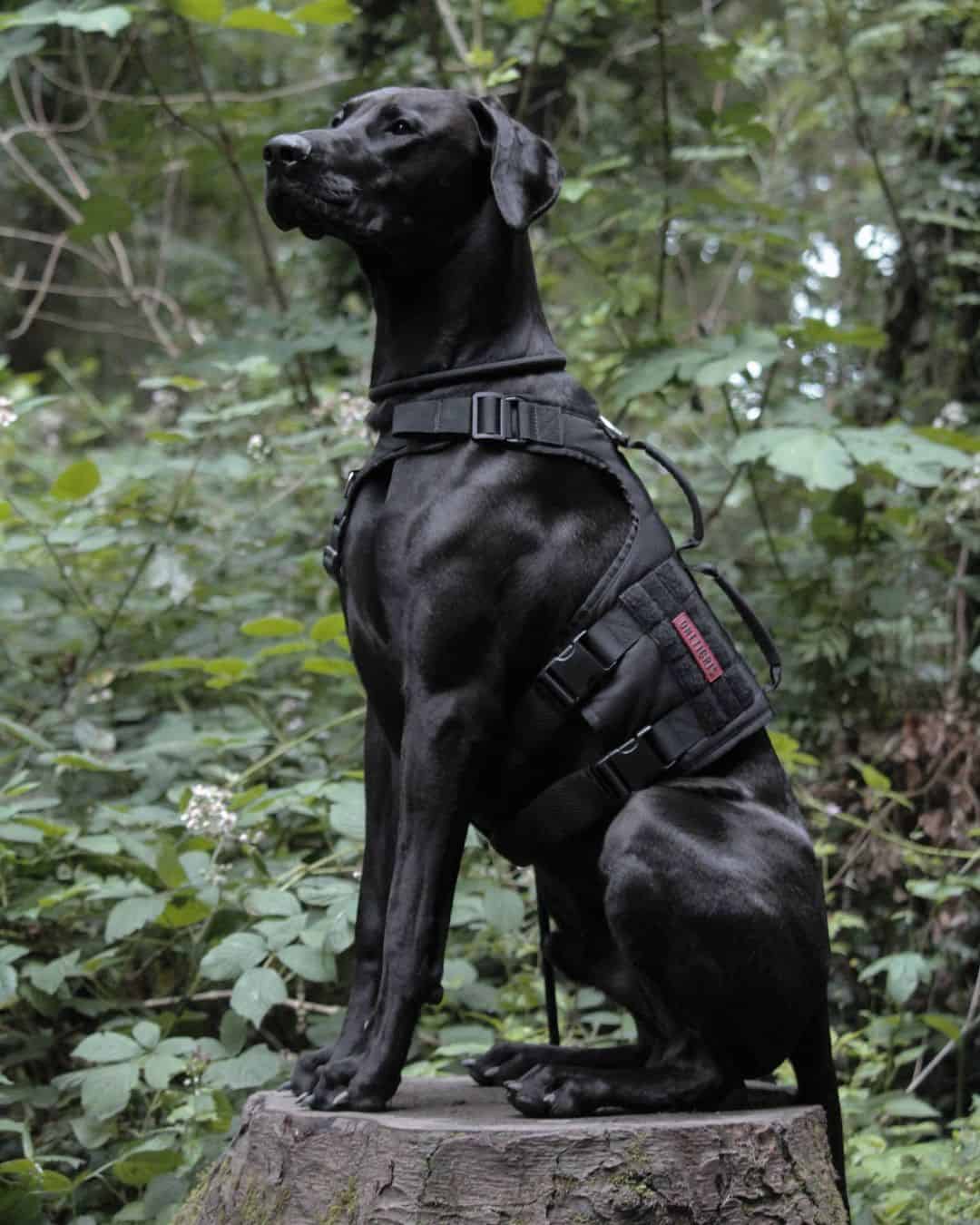 black doberdane