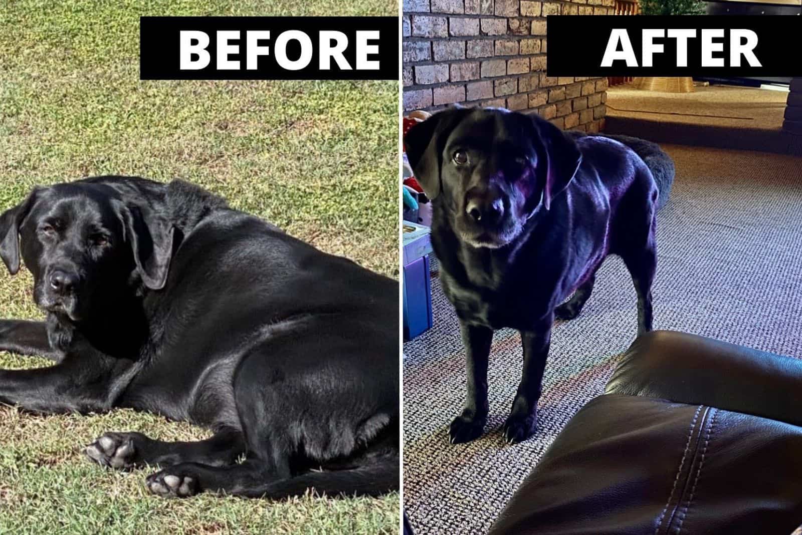 black dog before and after weight loss