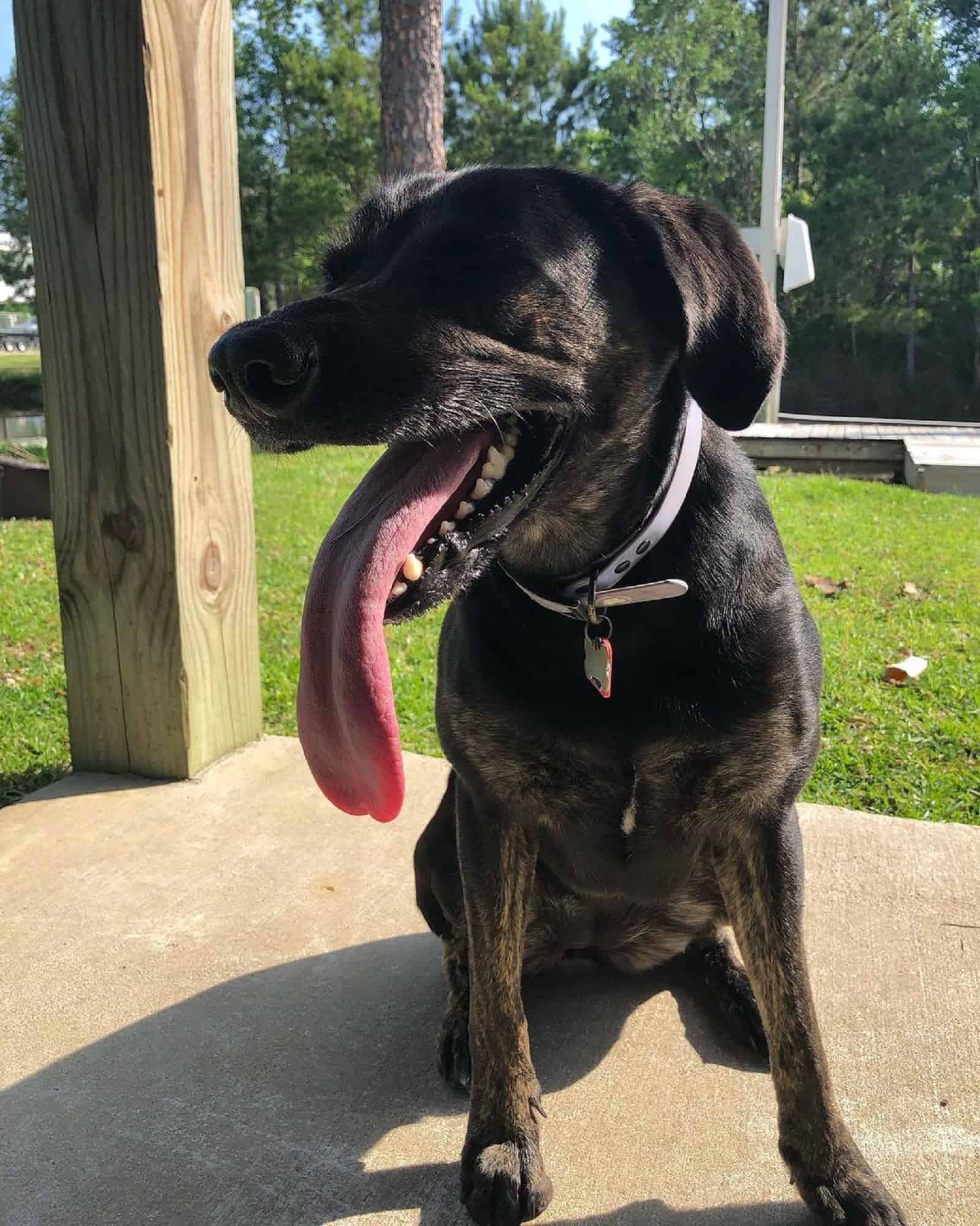 black dog with longest tongue