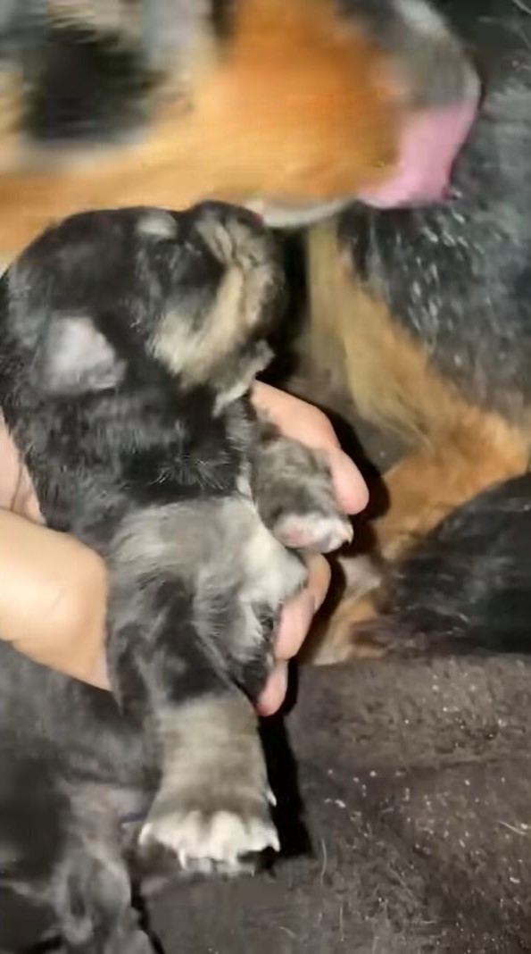 man holding a little black puppy in his hand