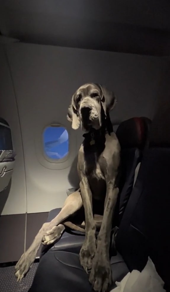 black dog in a plane