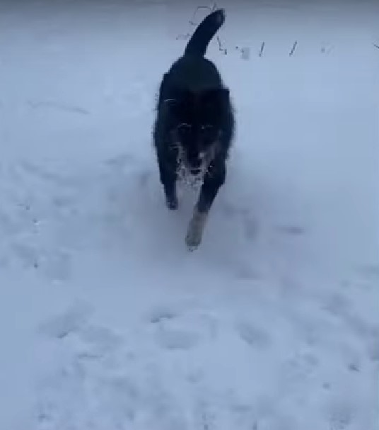 black dog in a snow