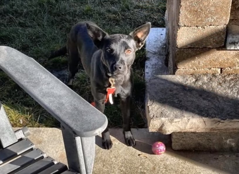 black dog in sunlight