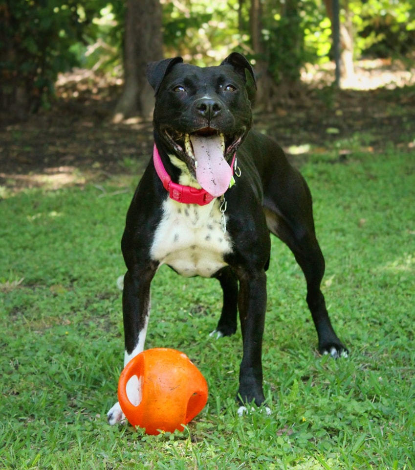 black dog in the forest