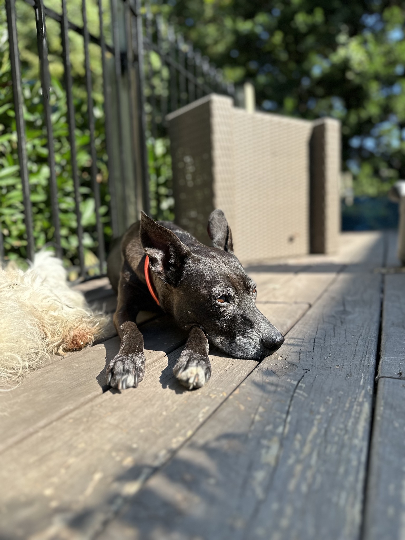 black dog laying down