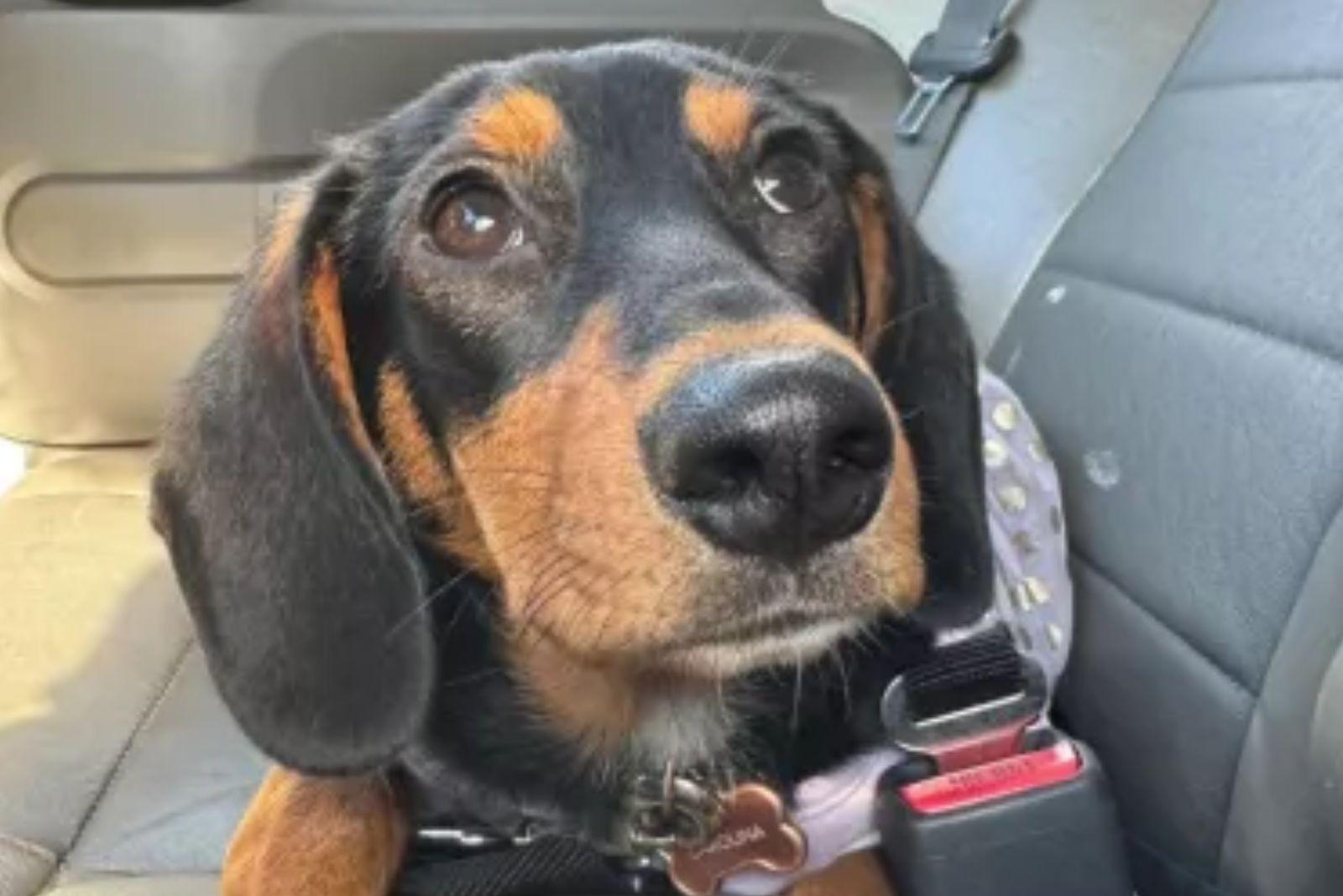 black dog laying in a car