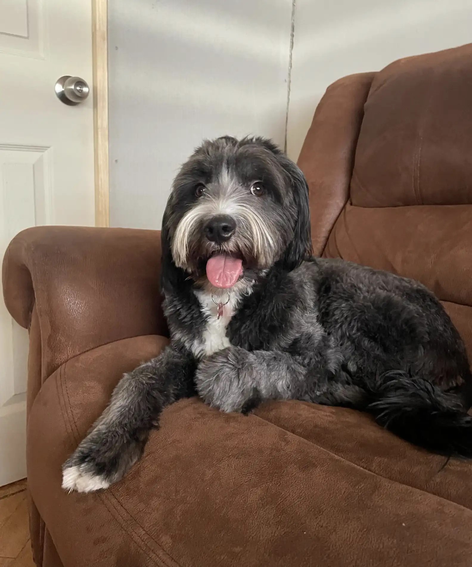 black dog laying on a couch