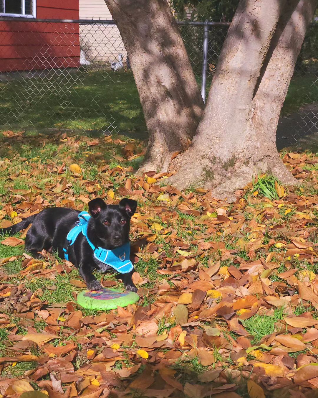 black dog laying on a leaves