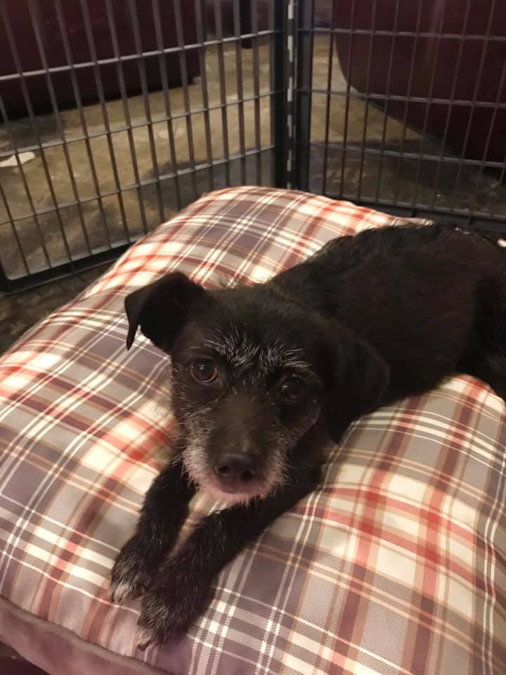 Black dog laying on a pillow