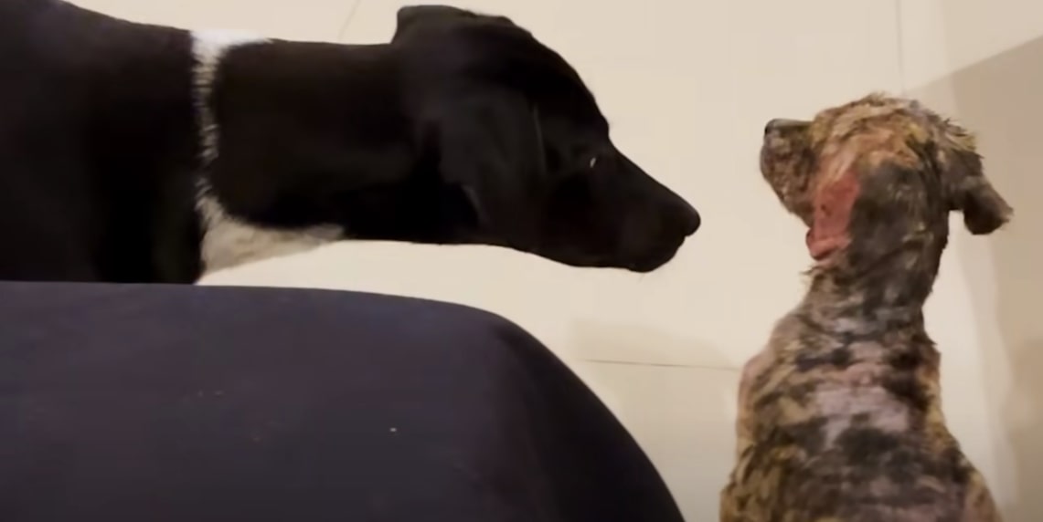 black dog looking at poor dog