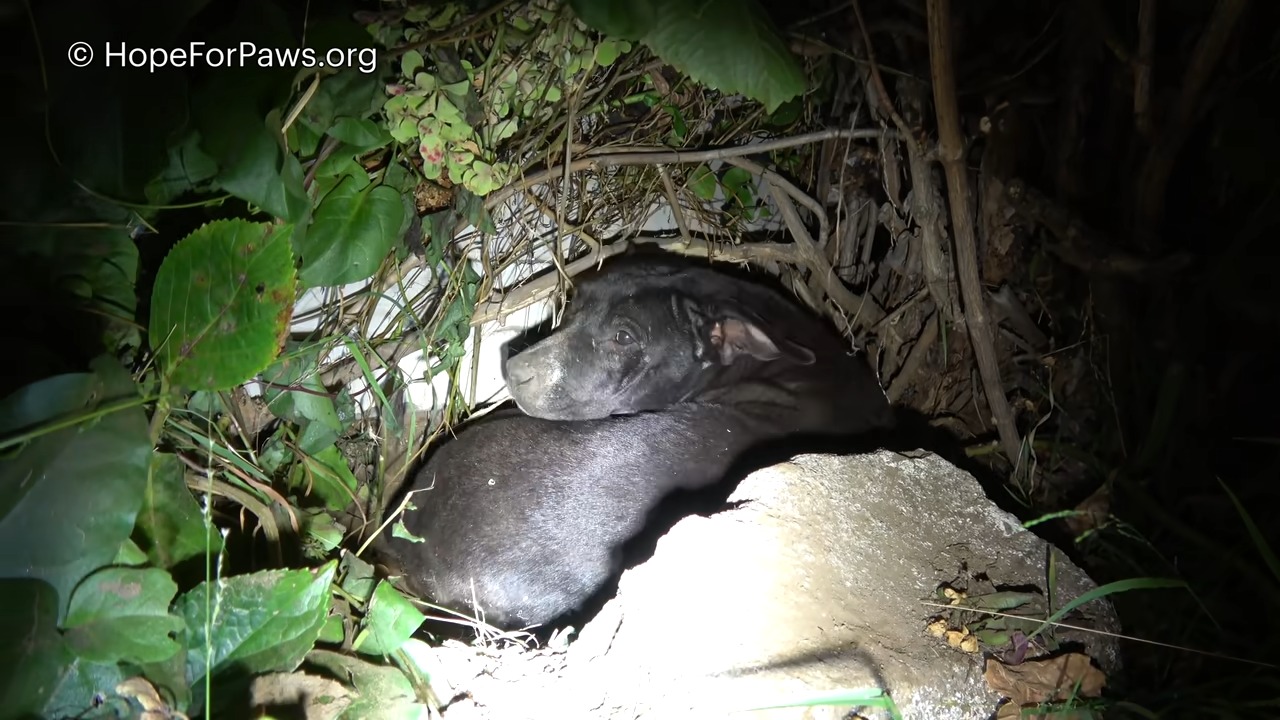 black dog lying in a bush