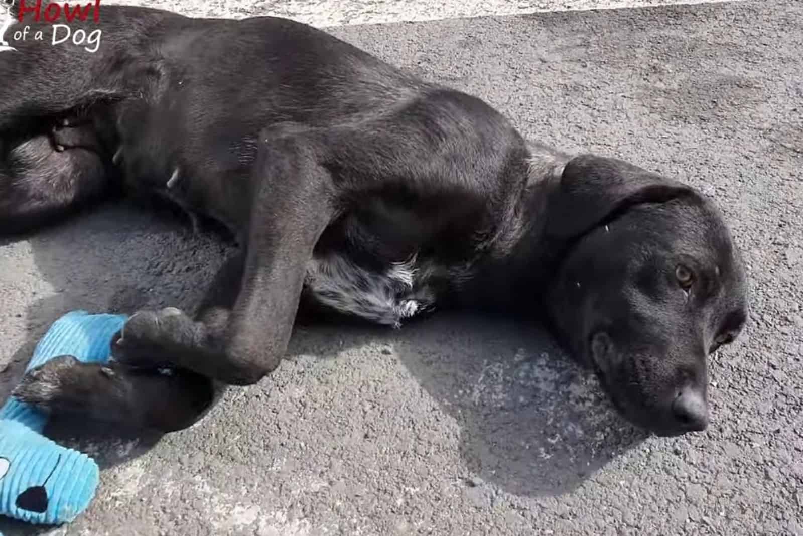 black dog lying on the ground and playing with her toy