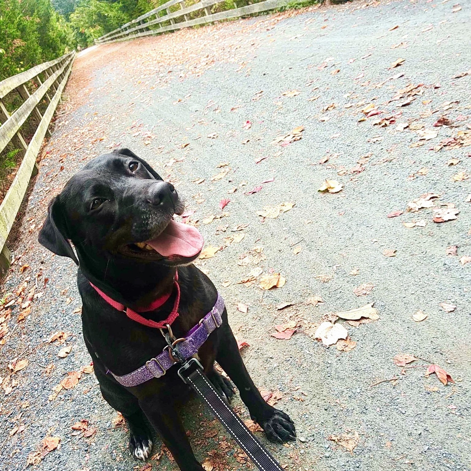 Black dog on a bridge