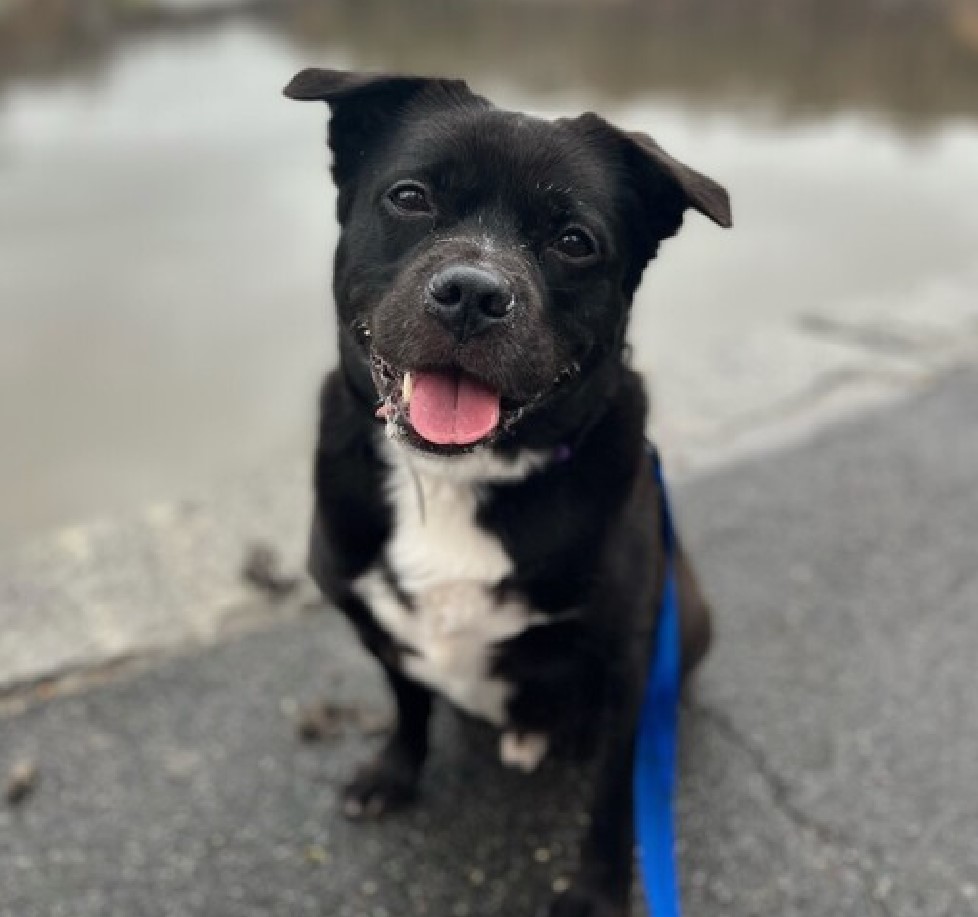 black dog on a leash