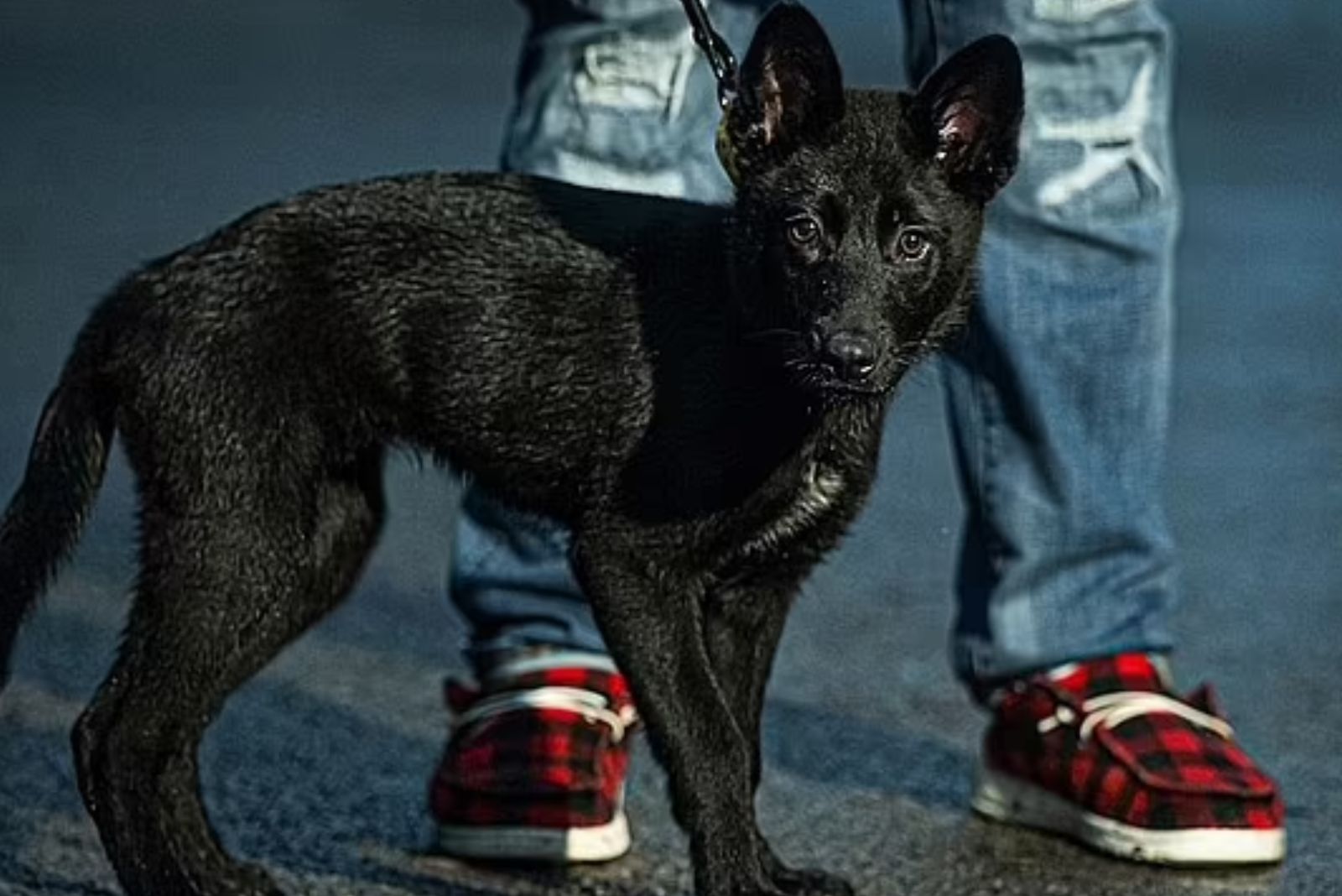 black dog on a leash