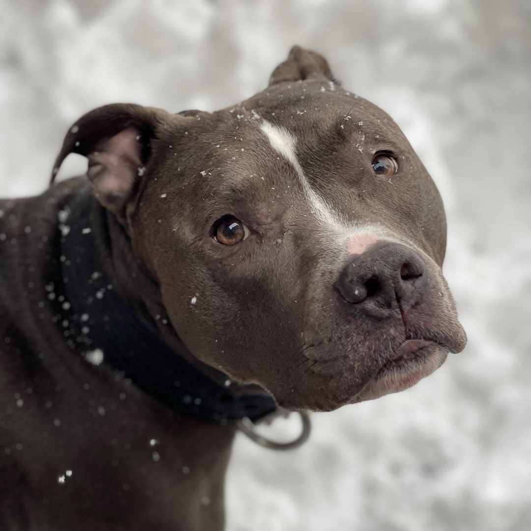 black dog on a snow