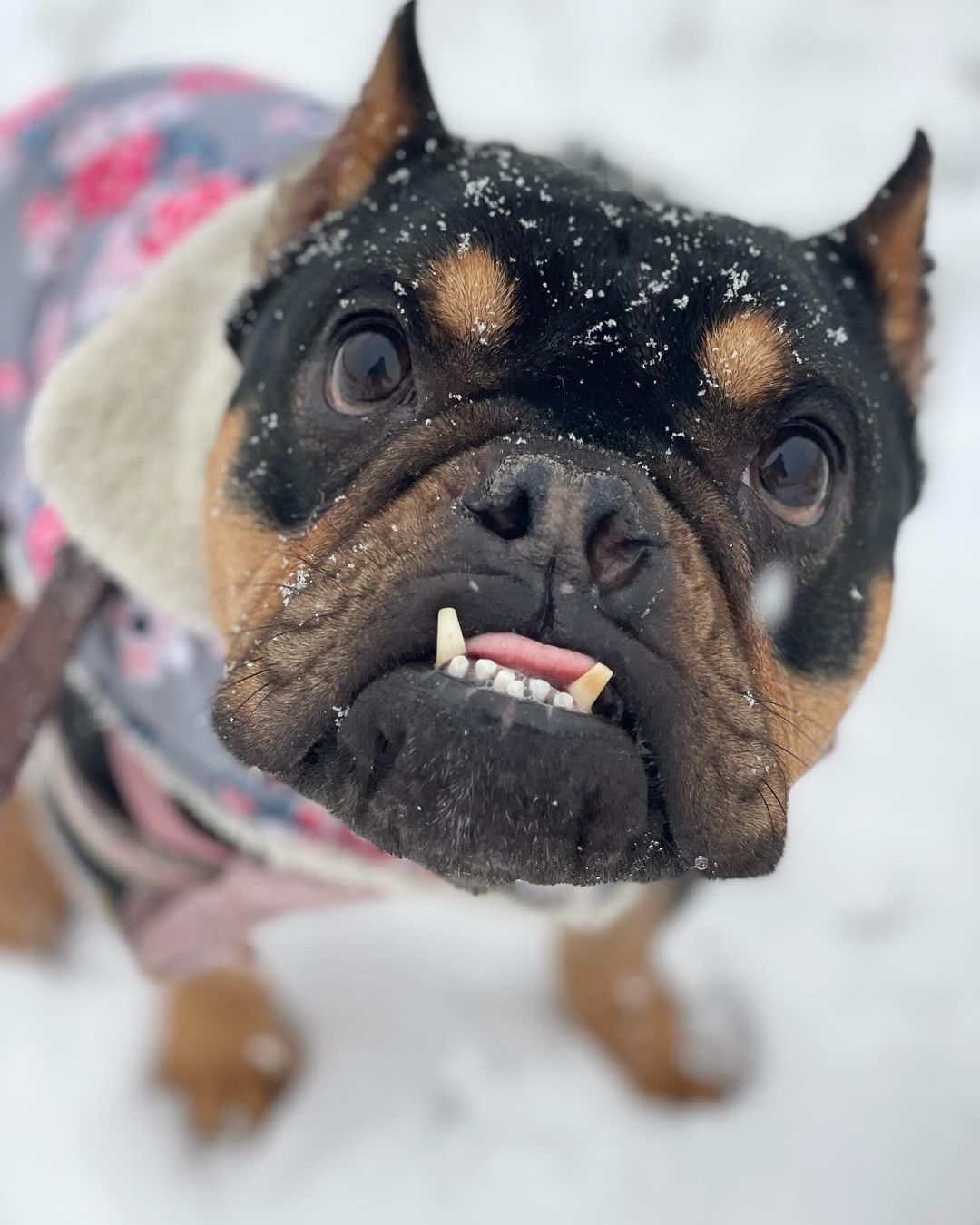 black dog on a snow