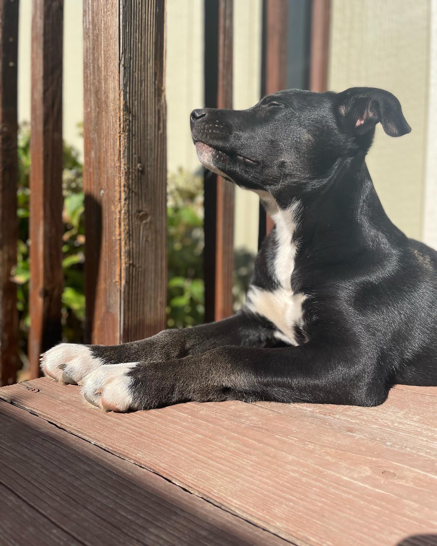 black dog on a sun