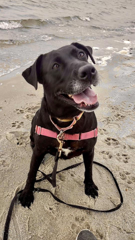 black dog on beach