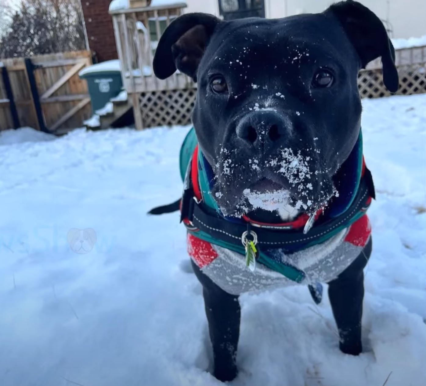 black dog on snow
