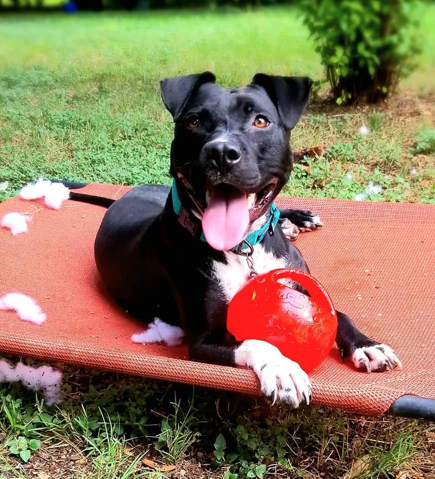 Black dog playing outside