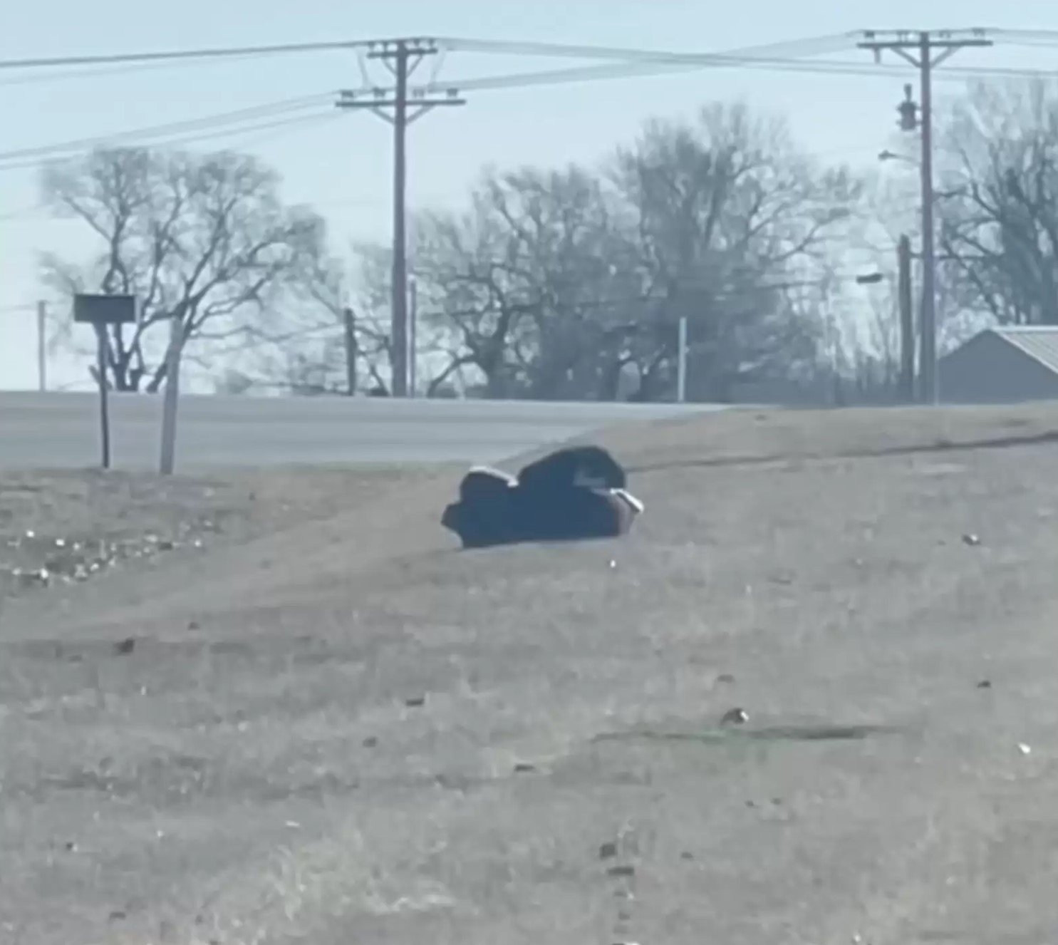 black dog rolling on the grass