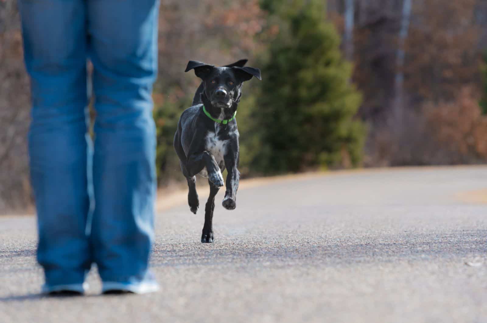 black dog running on the road  toward masters legs showing obedience