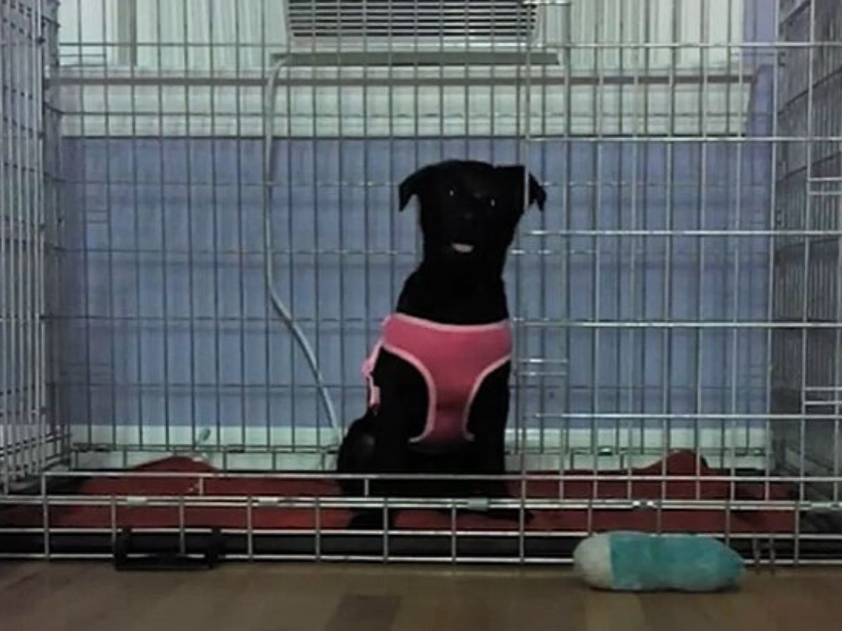 black dog sitting in a cage