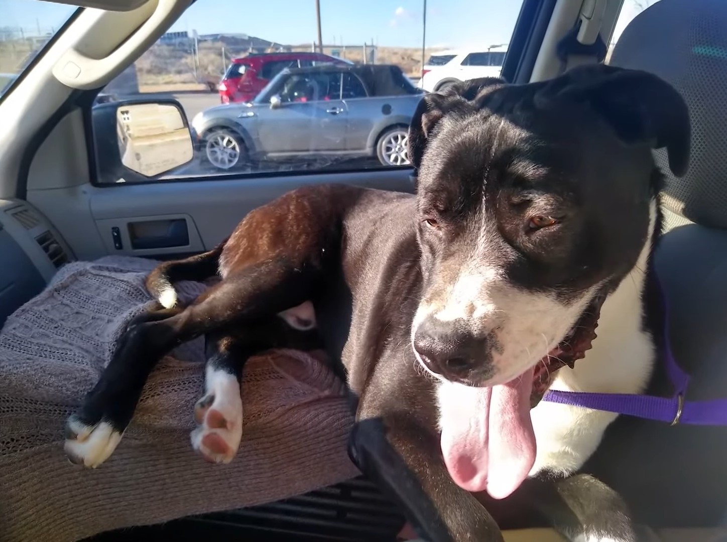 black dog sitting in a car