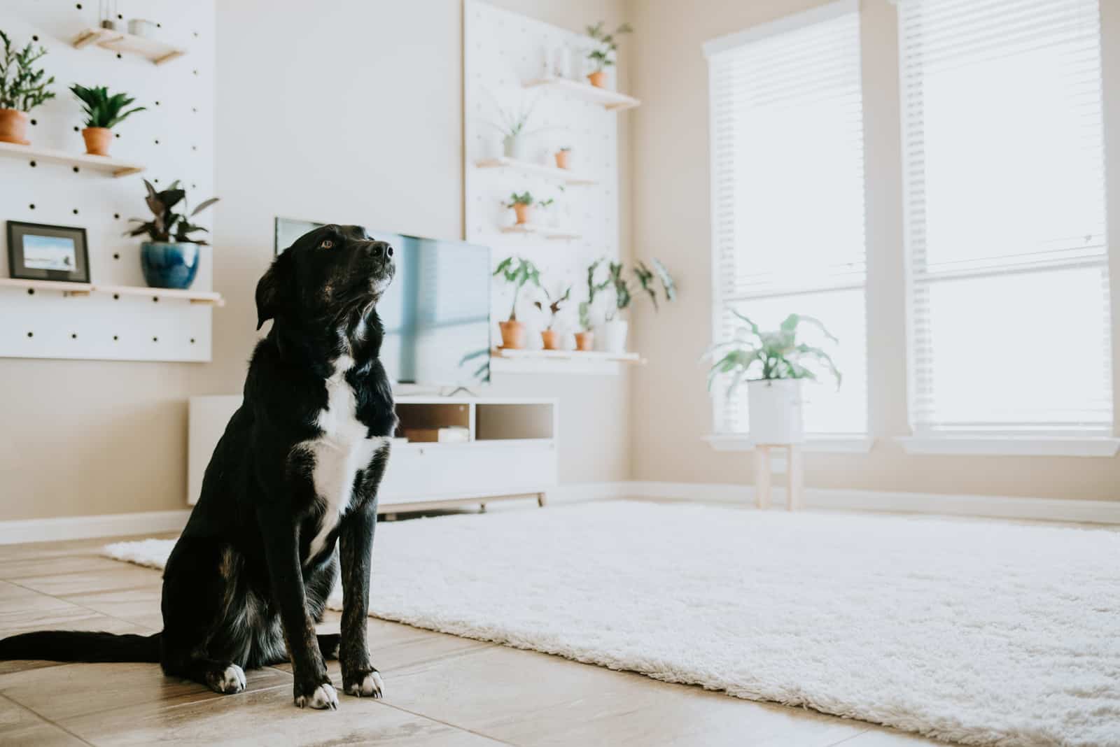 black dog sitting in living room looking up