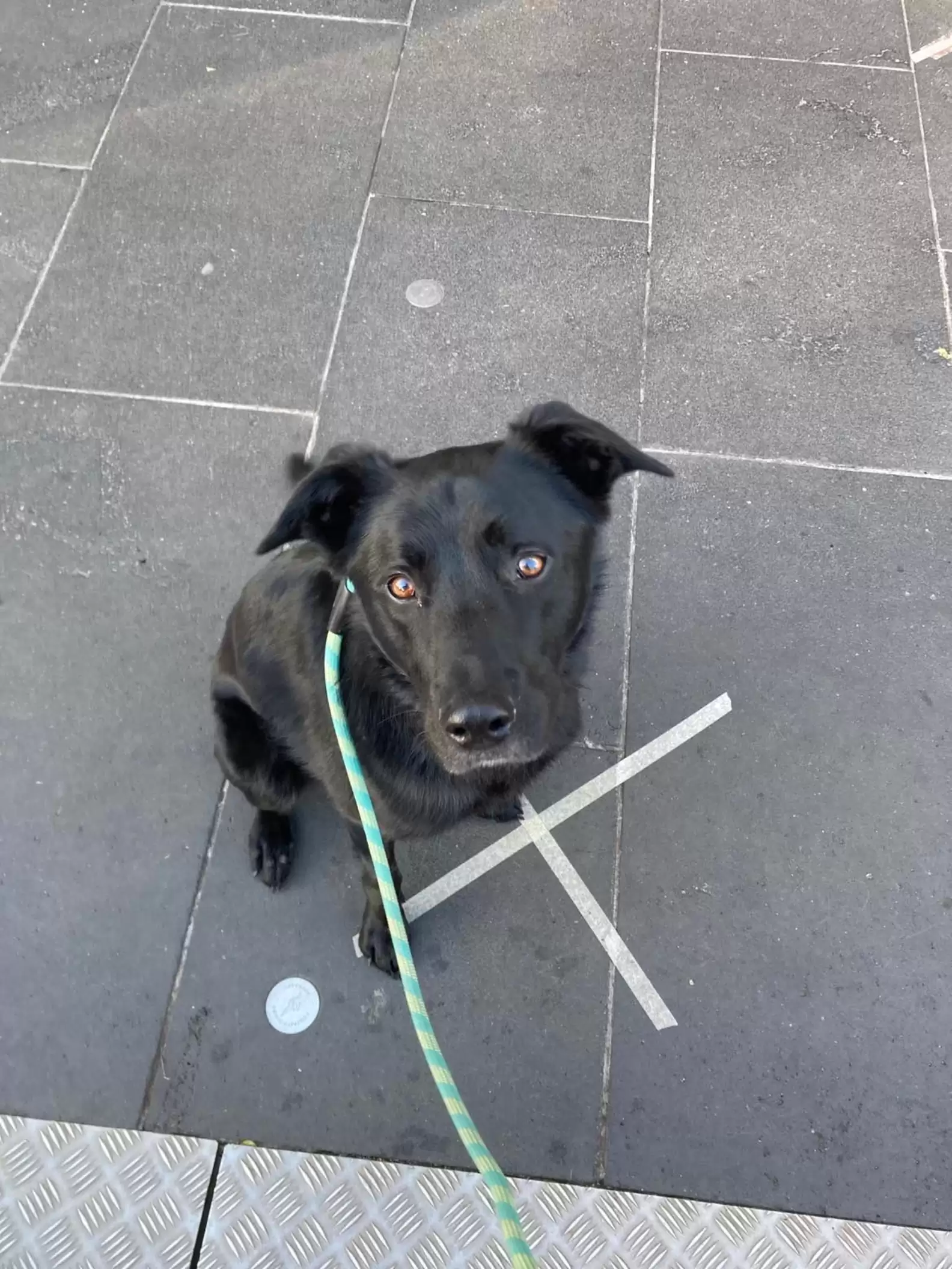 black dog sitting on the floor