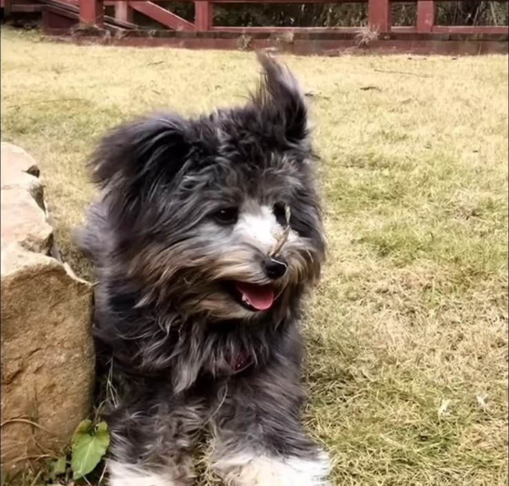 black dog standing on a grass