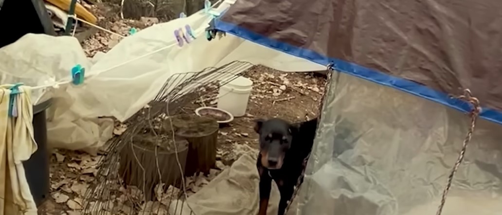 black dog standing under the shelter