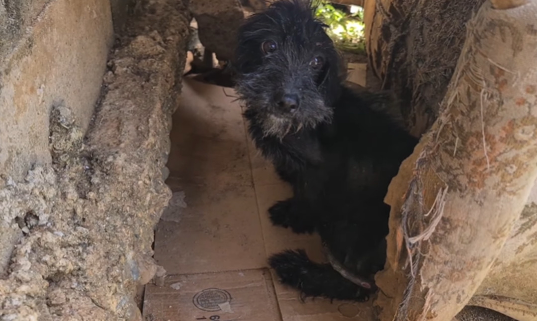 black dog under the chair