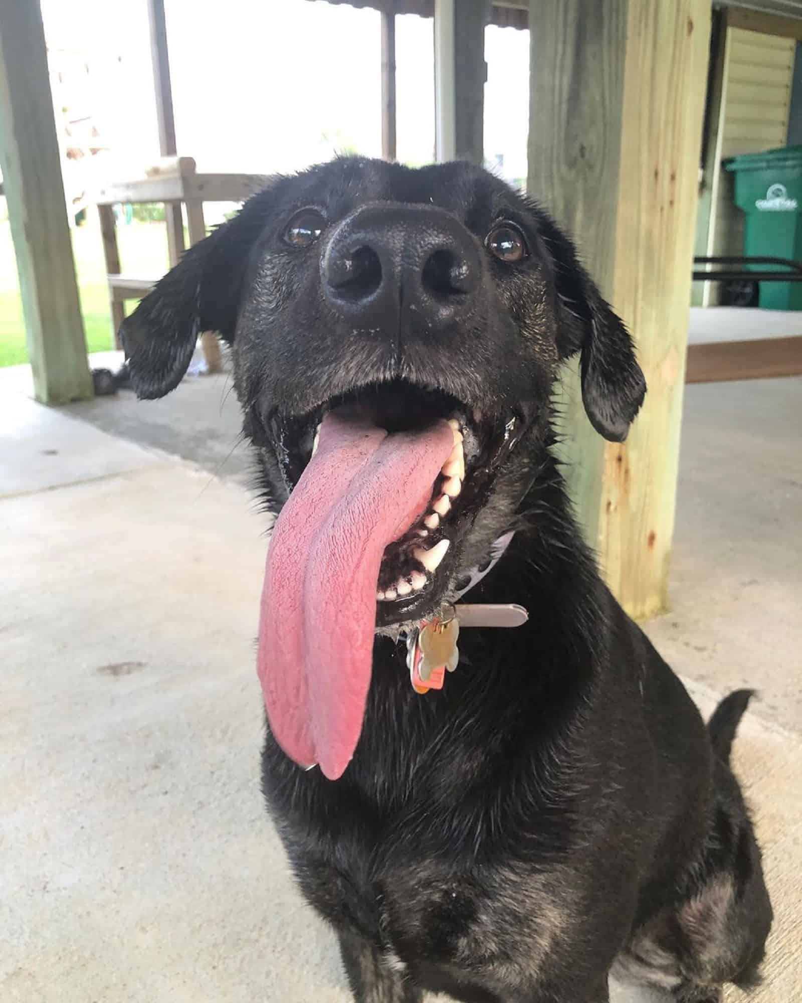 black dog with long tongue sitting on the concrete